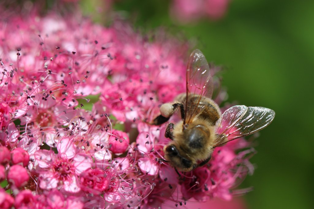 IMG_2563.JPG - Bumble bee  http://en.wikipedia.org/wiki/Bumble_bee 