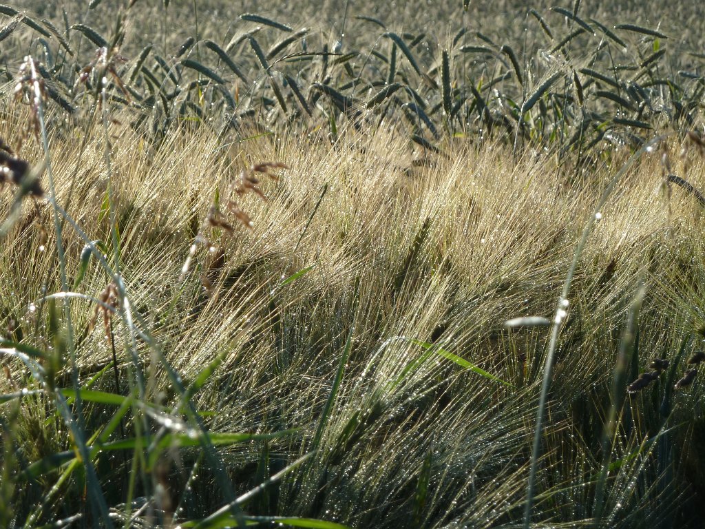 P1030550.JPG - Barley field  http://en.wikipedia.org/wiki/Barley 