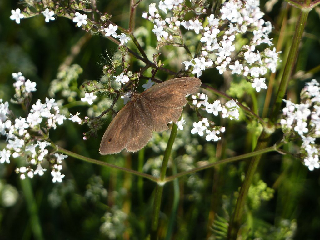 P1030690.JPG - Butterfly