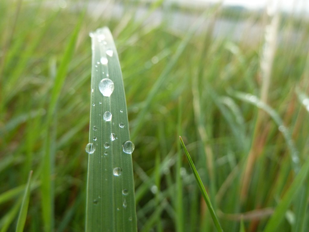 P1030764.JPG - Drops of dew on leaf