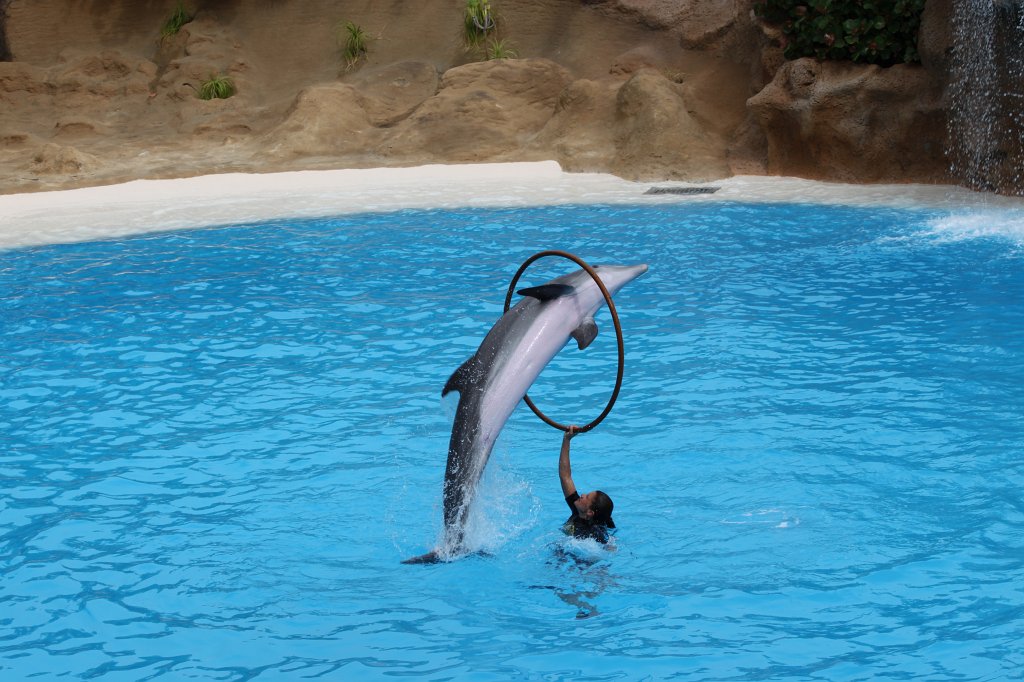 IMG_3733.JPG - Loro Parque  http://en.wikipedia.org/wiki/Loro_Parque  Dolphin show