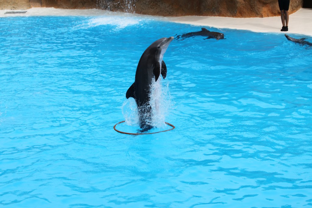 IMG_3735.JPG - Loro Parque  http://en.wikipedia.org/wiki/Loro_Parque  Dolphin show