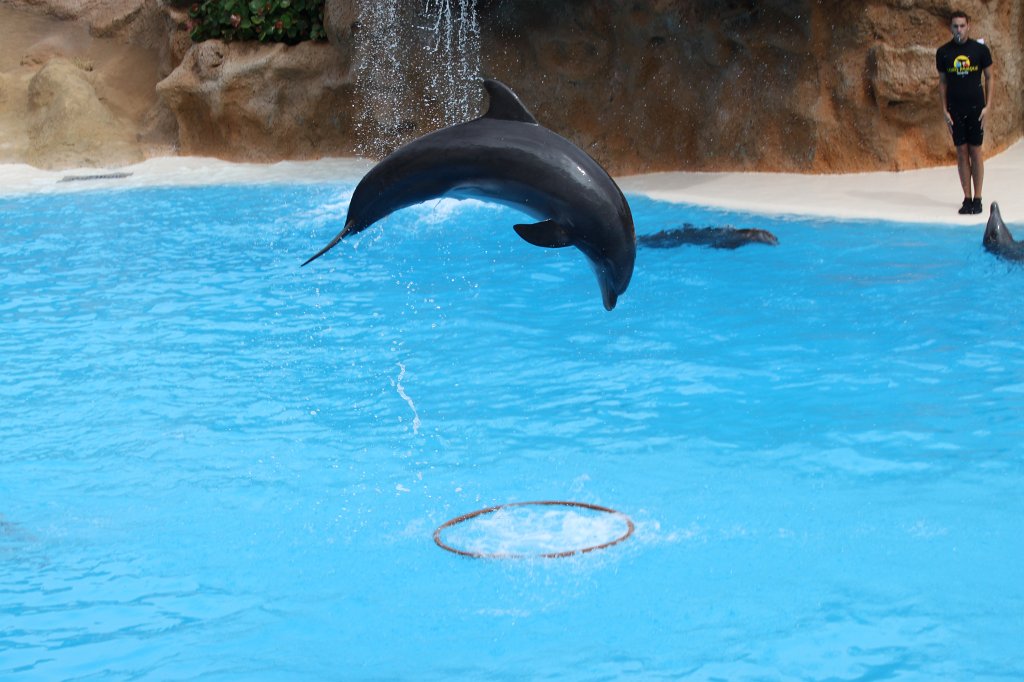 IMG_3736.JPG - Loro Parque  http://en.wikipedia.org/wiki/Loro_Parque  Dolphin show