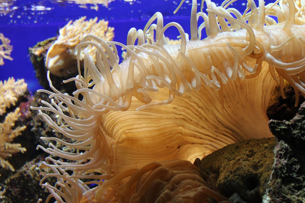 IMG_3936.JPG - Loro Parque  http://en.wikipedia.org/wiki/Loro_Parque  sea anemone  http://en.wikipedia.org/wiki/Sea_anemone 
