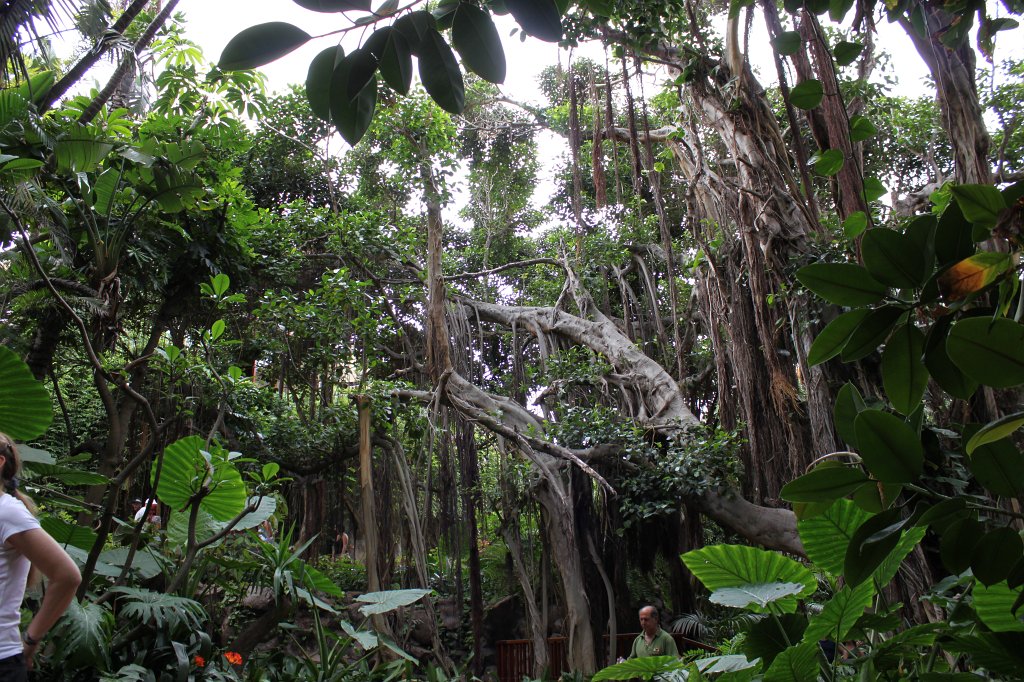 IMG_4111.JPG - Loro Parque  http://en.wikipedia.org/wiki/Loro_Parque  in the jungle