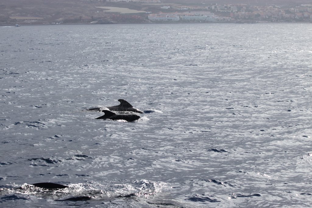 IMG_4228.JPG - Short-finned pilot whale  http://en.wikipedia.org/wiki/Short-finned_pilot_whale 