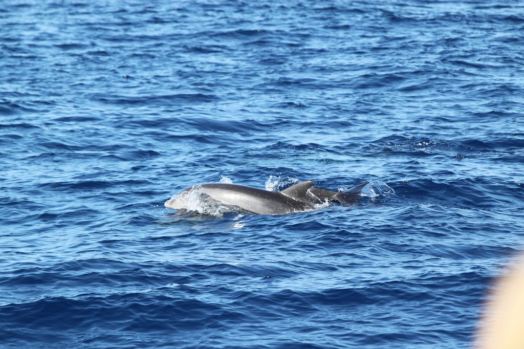 IMG_4279.JPG - Dolphin  http://en.wikipedia.org/wiki/Dolphin 
