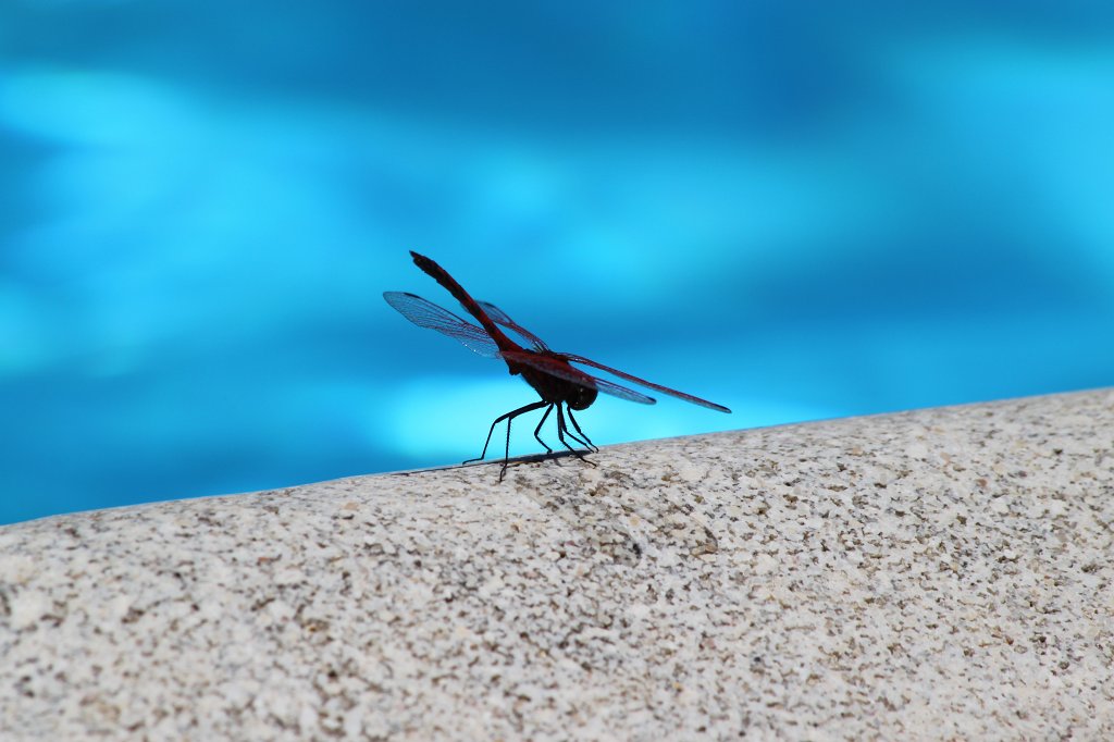 IMG_4478.JPG - The dragonfly at the pool