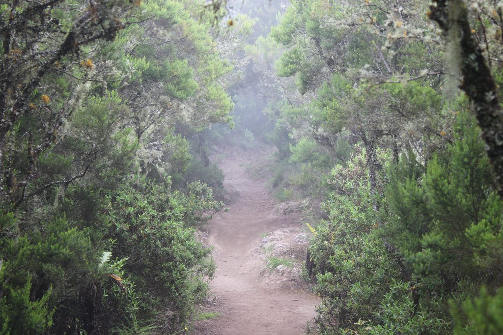 IMG_4502.JPG - Path through the laurel rainforest  http://en.wikipedia.org/wiki/Laurisilva 