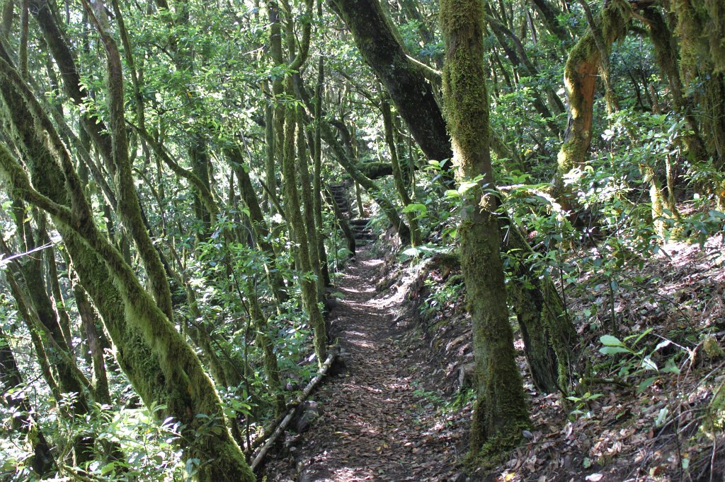 IMG_4693.JPG - Nice path in the Garajonay National Park  http://en.wikipedia.org/wiki/Garajonay_National_Park 