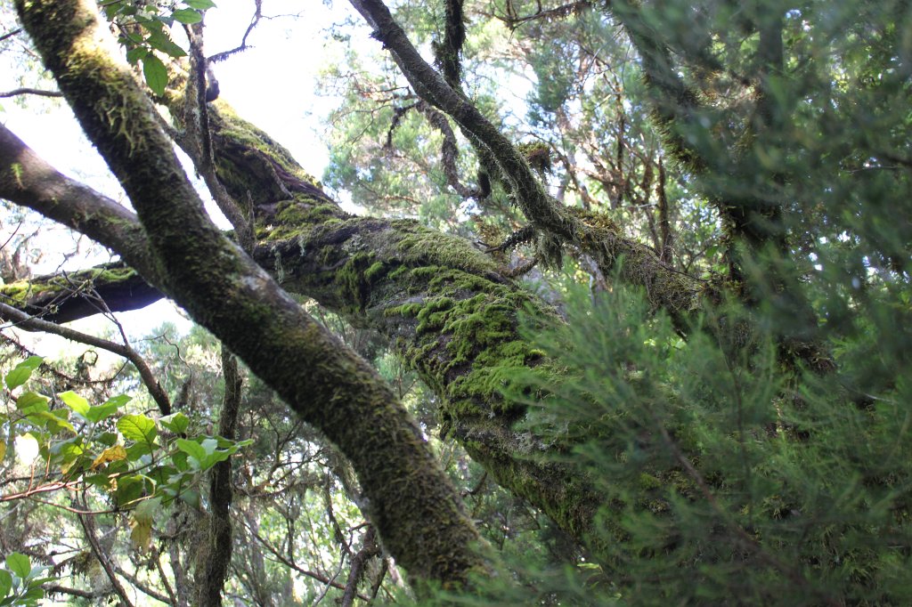 IMG_4699.JPG - Green covered trees