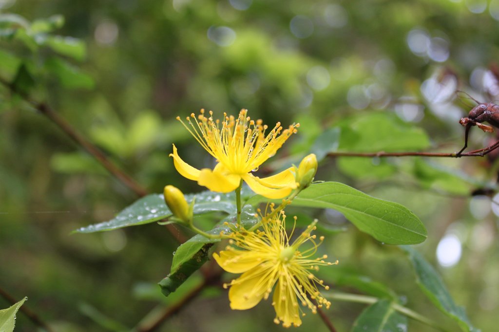 IMG_4704.JPG - Yellow flower in the Garajonay National Park  http://en.wikipedia.org/wiki/Garajonay_National_Park 