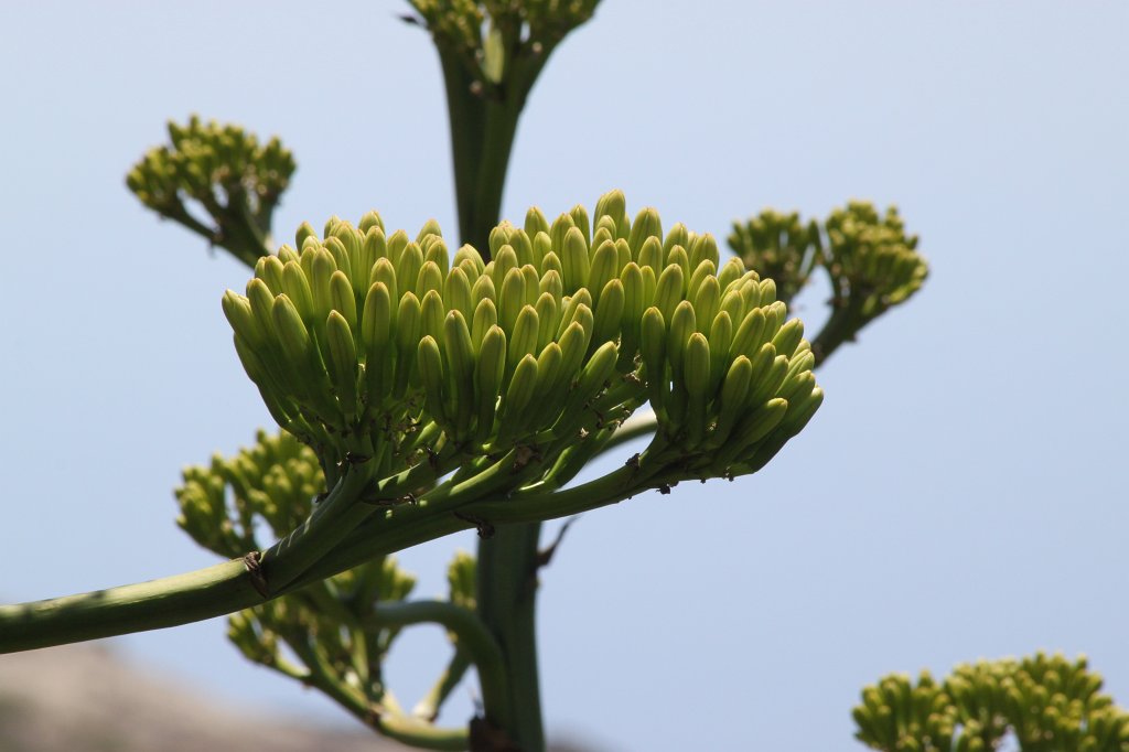 IMG_4782.JPG - Inflorescence of an agave plant  http://en.wikipedia.org/wiki/Agave 