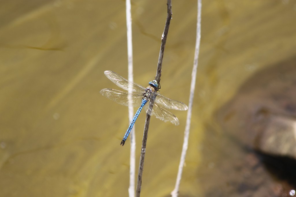 IMG_4977.JPG - Blue Dragonfly  http://en.wikipedia.org/wiki/Dragonfly 