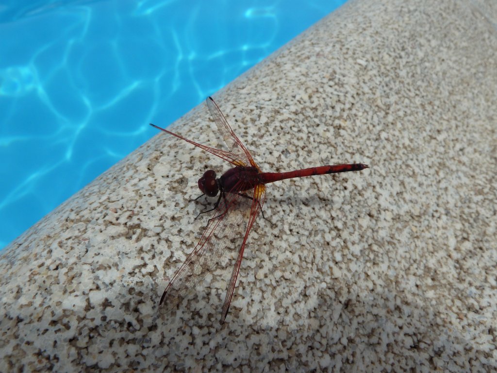 P1040310.JPG - Dragonfly at the pool  http://en.wikipedia.org/wiki/Odonata 