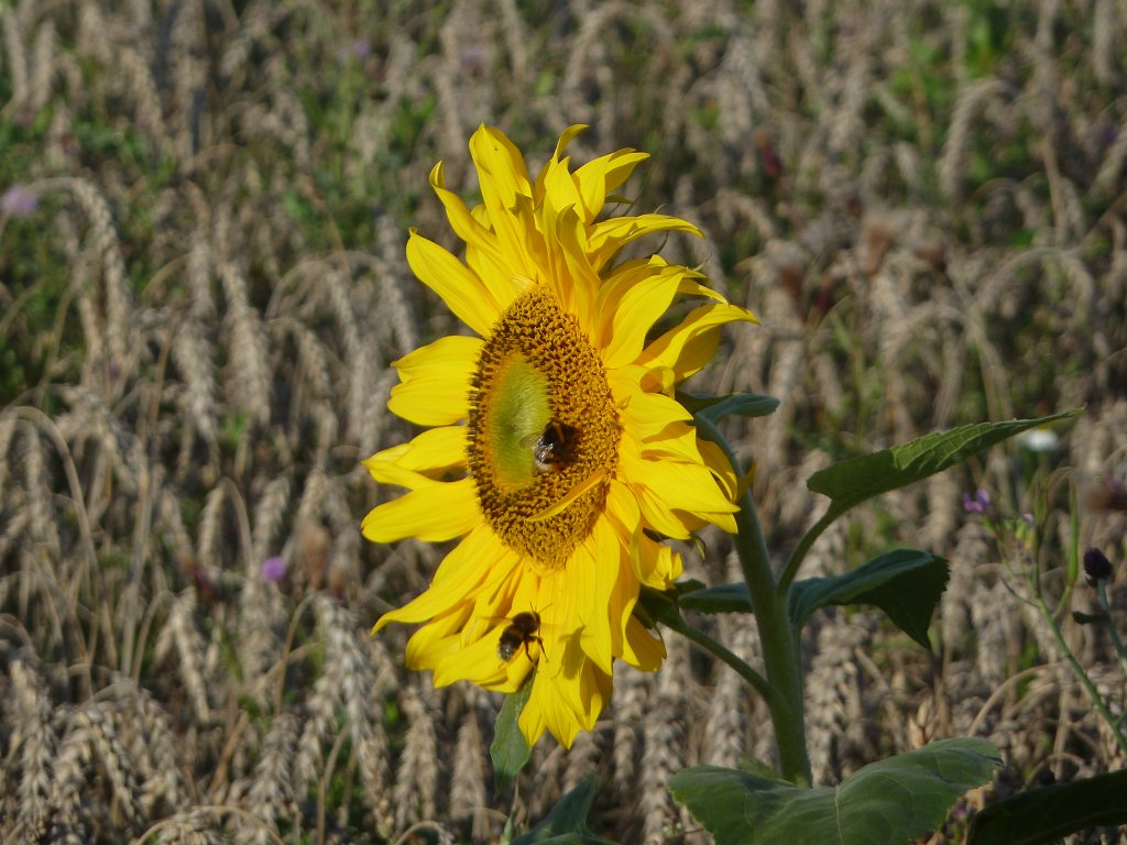 P1040526.JPG - Sunflower  http://en.wikipedia.org/wiki/Sunflower  with bees