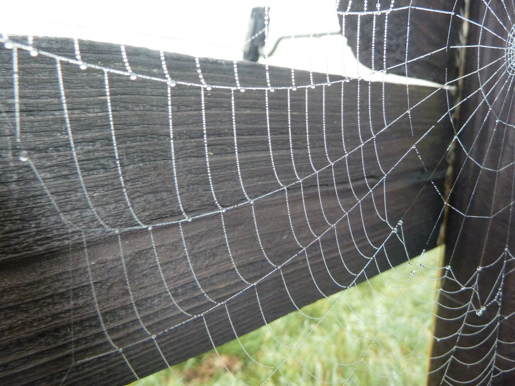 P1050016.JPG - Spiderweb (Spinnennetz)