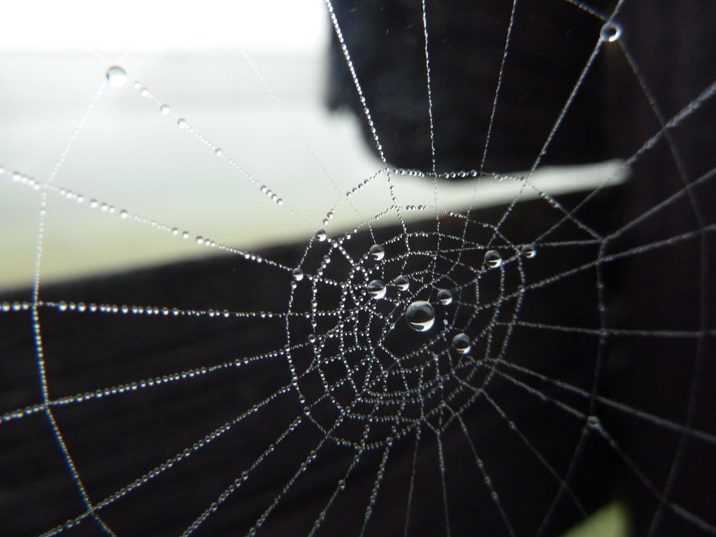 P1050017.JPG - Spiderweb (Spinnennetz)