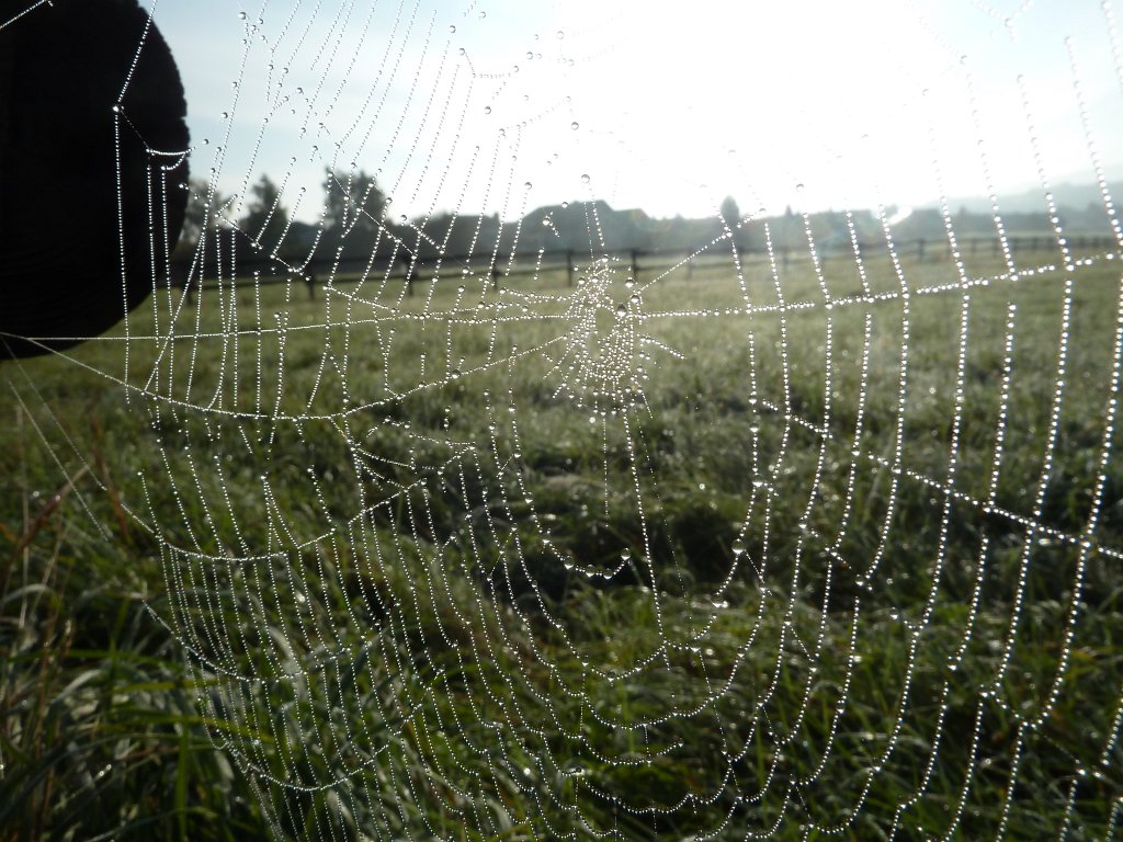 P1050047.JPG - Spiderweb (Spinnennetz)