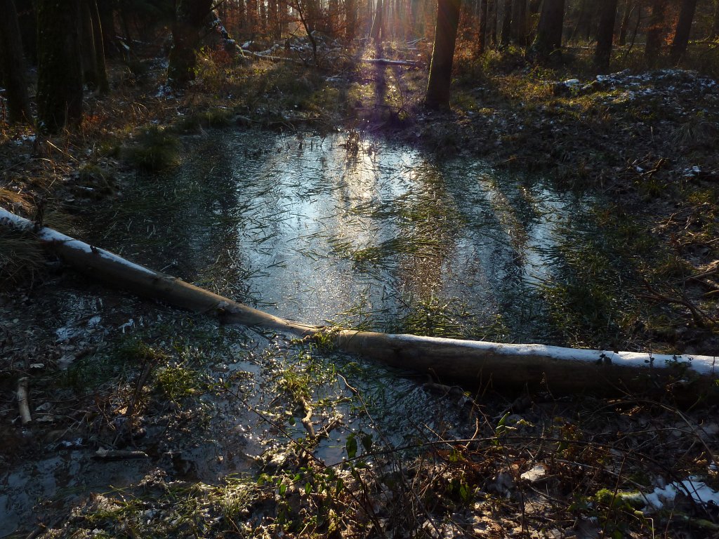 P1060119.JPG - Frozen pond