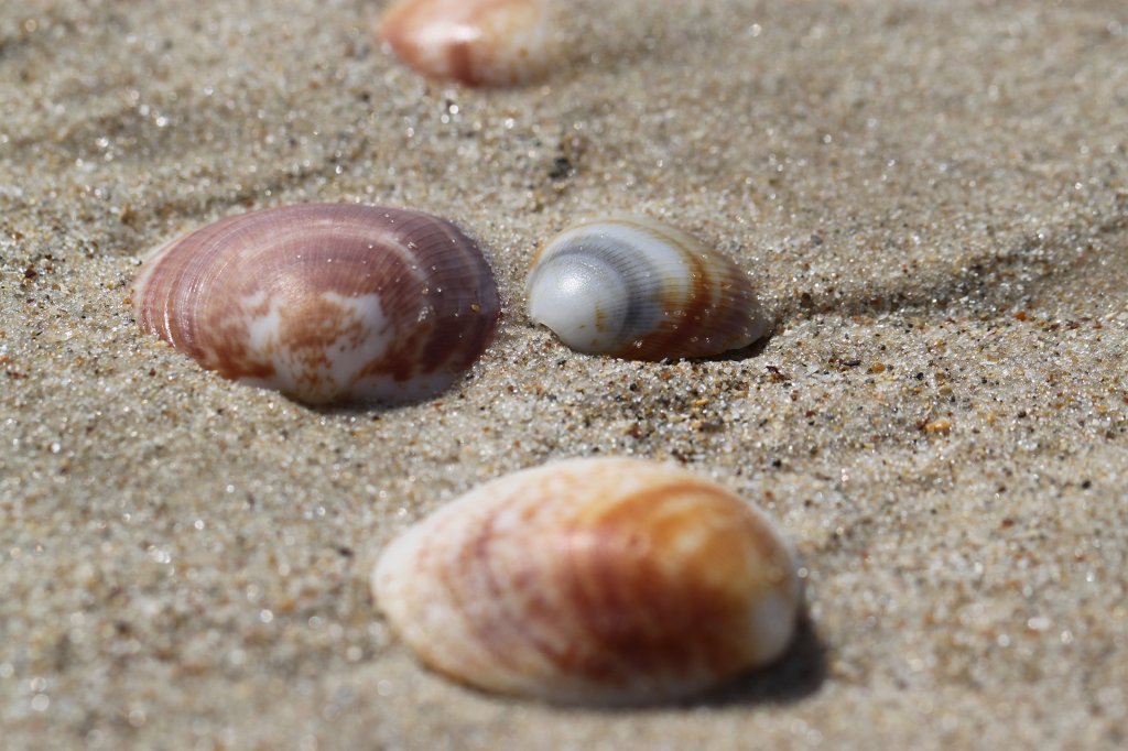 IMG_7145.JPG - Shells on the beach