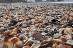 Shells, shells, shells