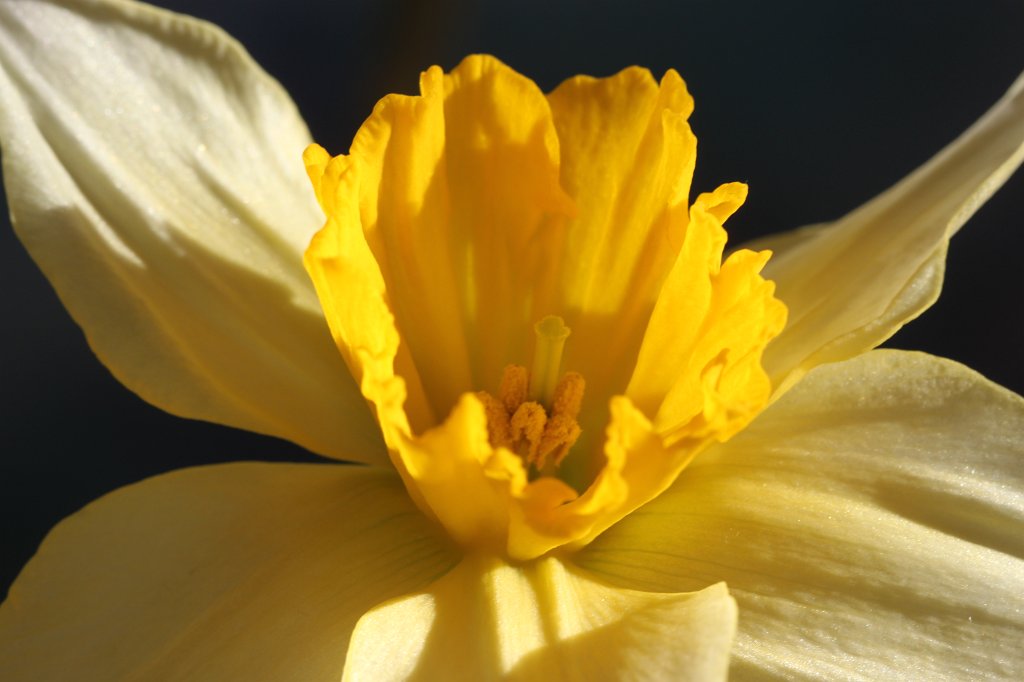IMG_7555.JPG - Wild Daffodil  http://en.wikipedia.org/wiki/Narcissus_pseudonarcissus 