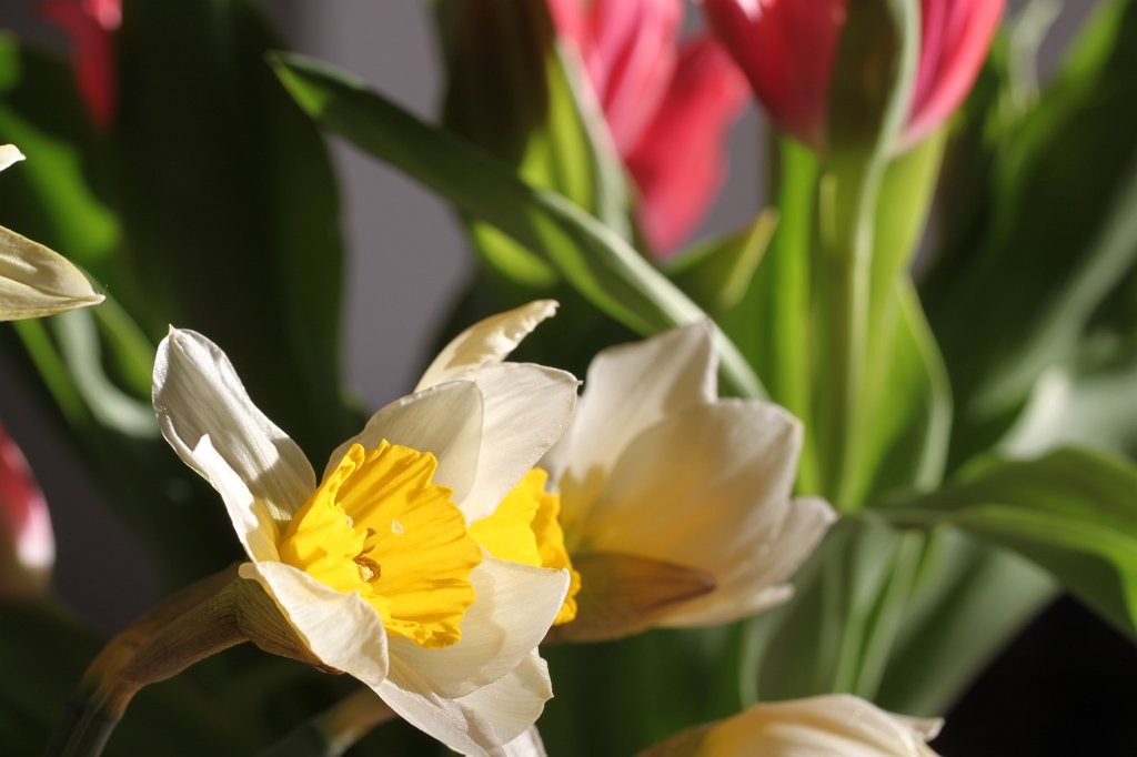 IMG_7561.JPG - Wild Daffodil  http://en.wikipedia.org/wiki/Narcissus_pseudonarcissus 