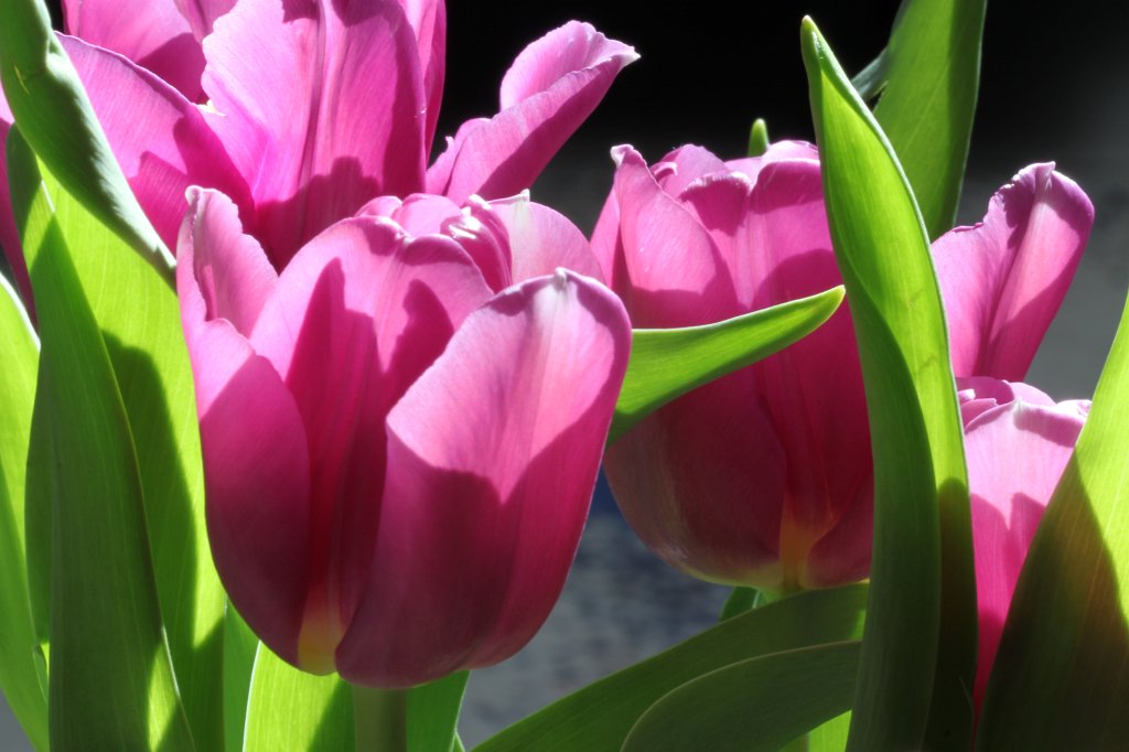 IMG_7579.JPG - Tulips  http://en.wikipedia.org/wiki/Tulip 