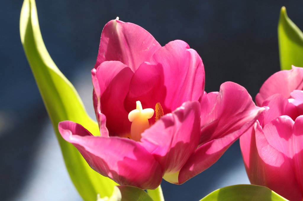 IMG_7582.JPG - Tulips  http://en.wikipedia.org/wiki/Tulip 