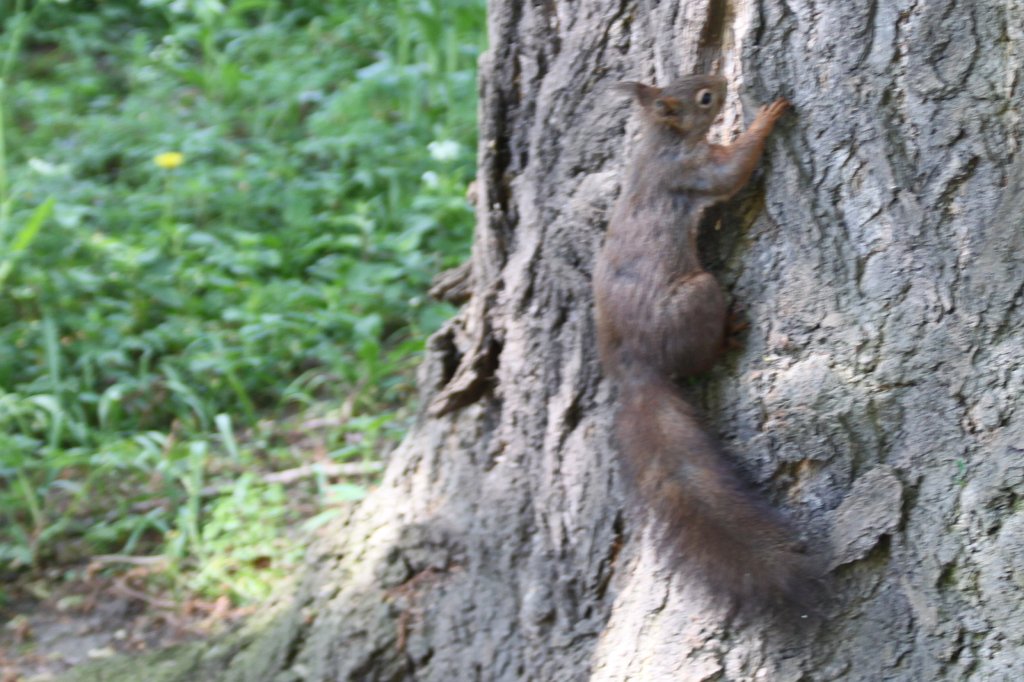 IMG_7846.JPG - Red squirrel  http://en.wikipedia.org/wiki/Red_squirrel 