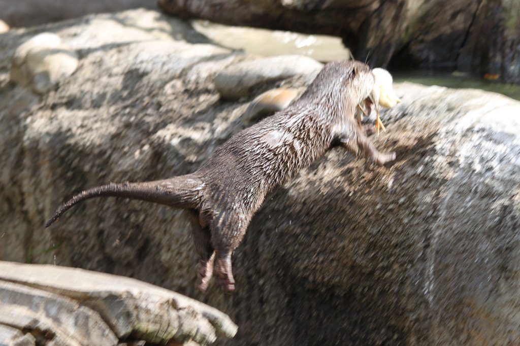 IMG_7865.JPG - Oriental small-clawed otter  http://en.wikipedia.org/wiki/Oriental_small-clawed_otter 