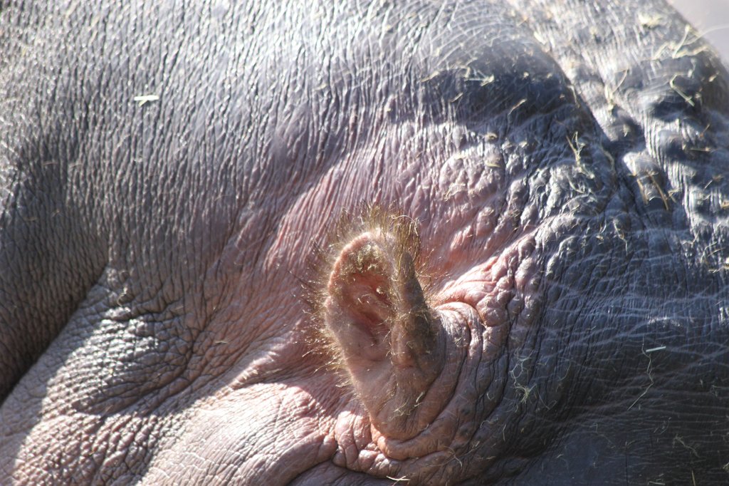 IMG_7901.JPG - Hippopotamus  http://en.wikipedia.org/wiki/Hippopotamus 