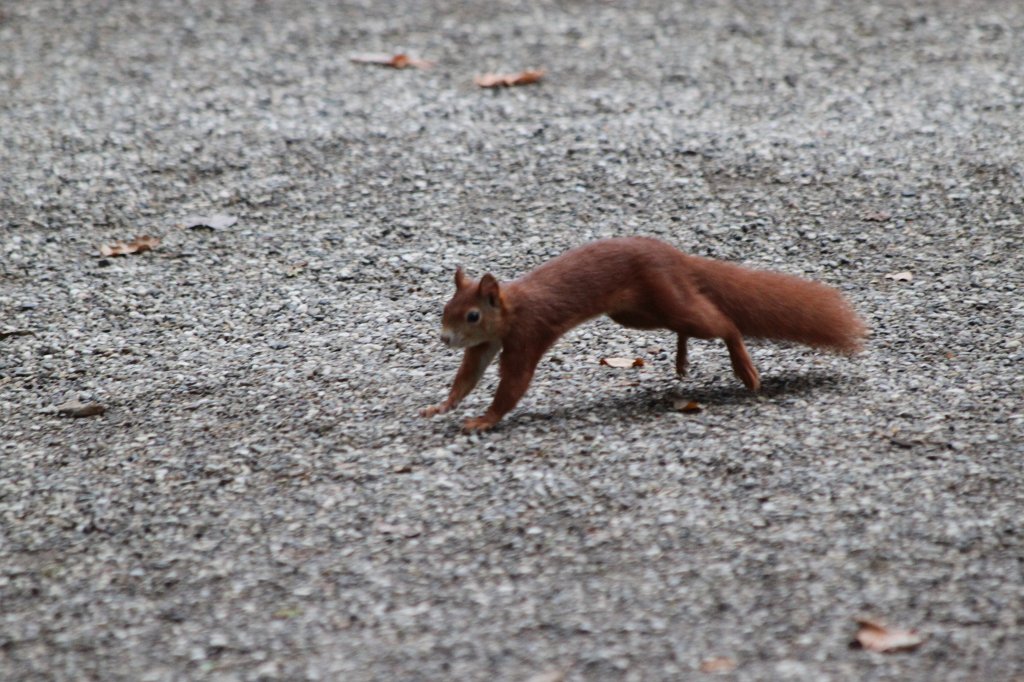 IMG_0960.JPG - Red squirrel  http://en.wikipedia.org/wiki/Red_squirrel 