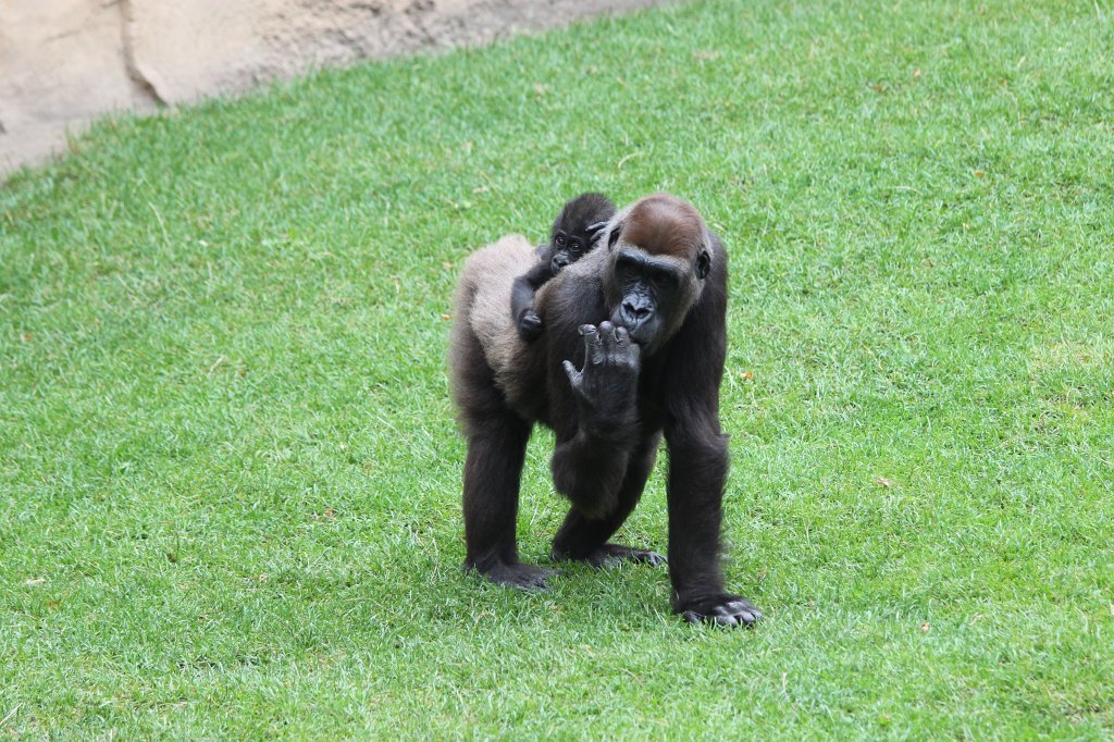 IMG_1050.JPG - Mother & baby Gorilla  http://en.wikipedia.org/wiki/Gorilla 