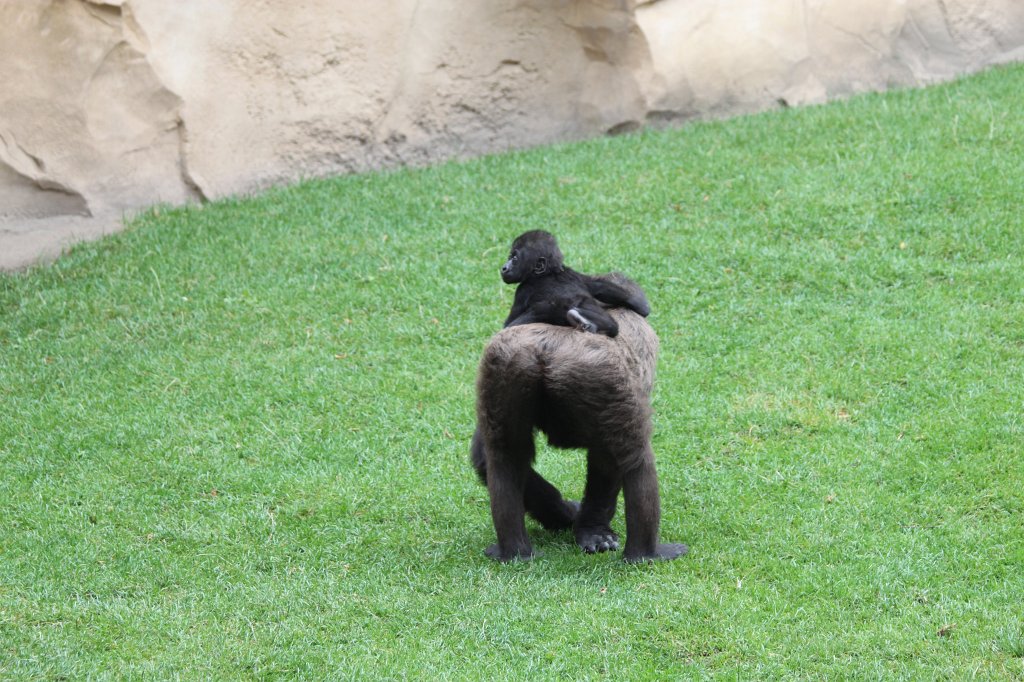 IMG_1053.JPG - Mother & baby Gorilla  http://en.wikipedia.org/wiki/Gorilla 