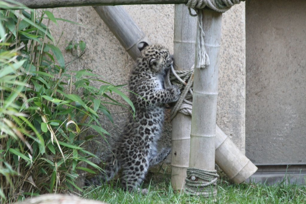 IMG_1128.JPG - Cute little Leopard  http://en.wikipedia.org/wiki/Leopard 