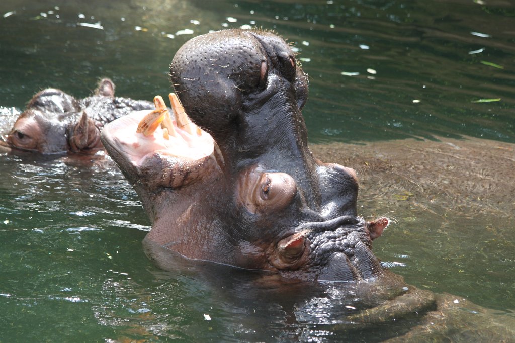 IMG_1140.JPG - Hippo feeding  http://en.wikipedia.org/wiki/Hippopotamus 