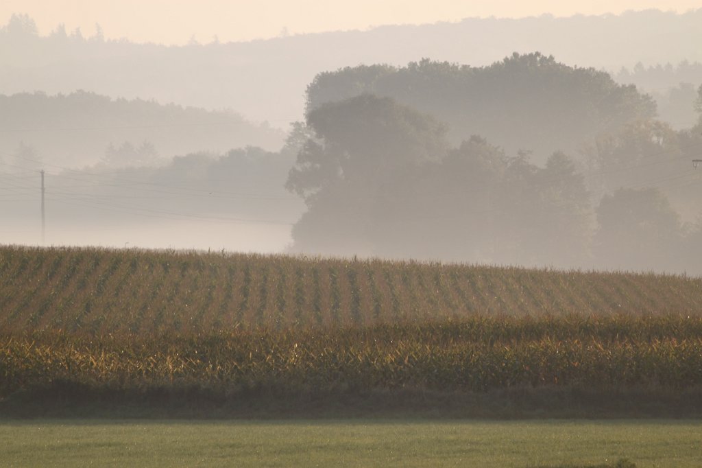 IMG_1477.JPG - Corn field & morning fog