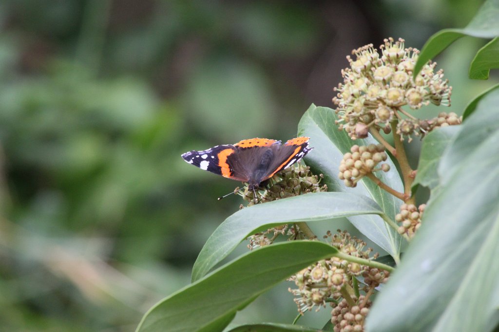 IMG_1494.JPG - Butterfly  http://en.wikipedia.org/wiki/Lepidoptera 
