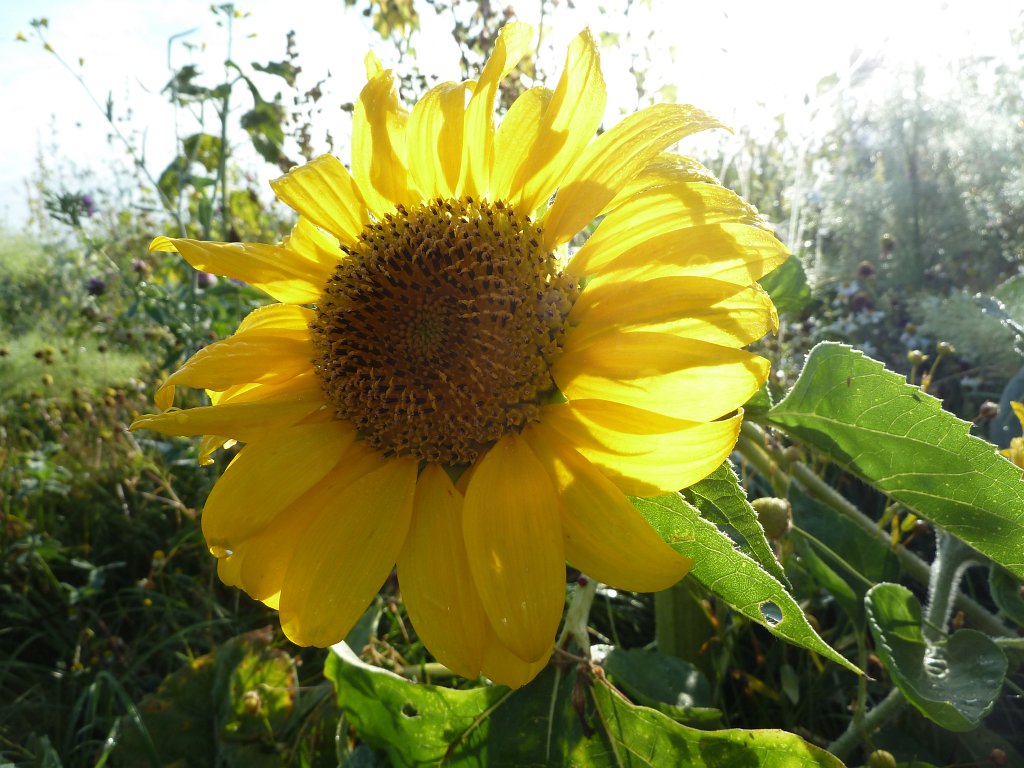 P1080833.JPG - Sunflower  http://en.wikipedia.org/wiki/Sunflower 