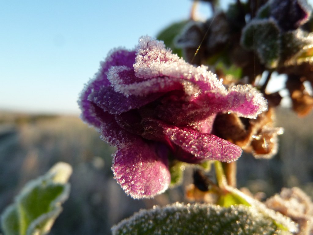 P1090169.JPG - Frozen flower in the morning