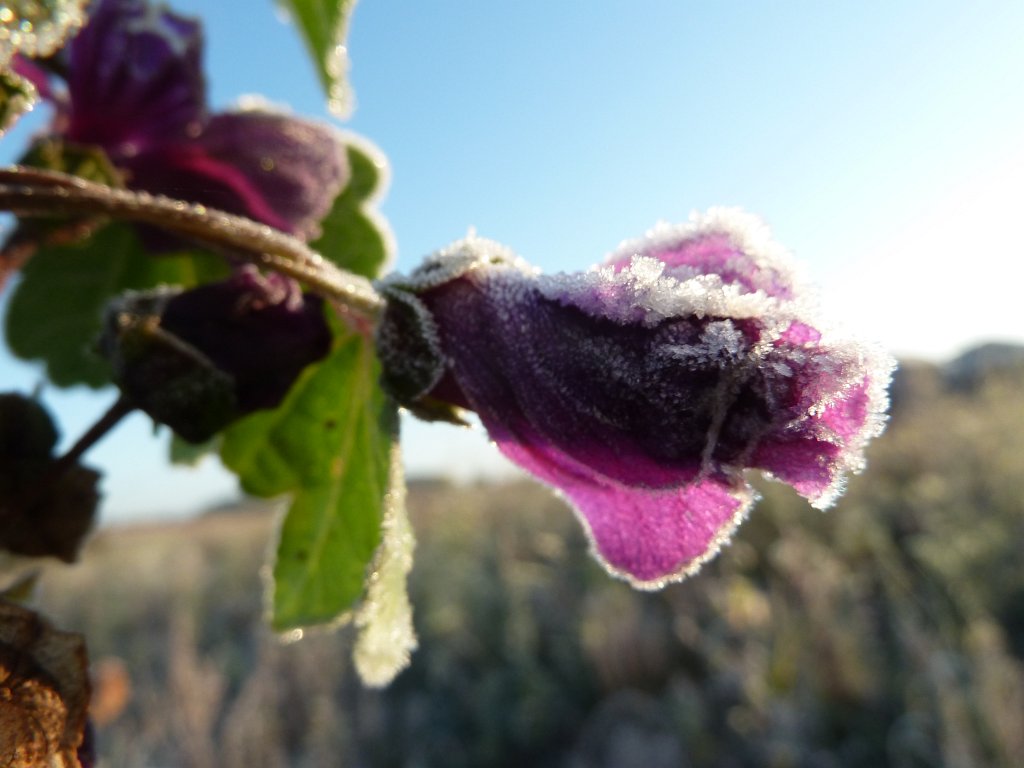 P1090177.JPG - Frozen flower in the morning