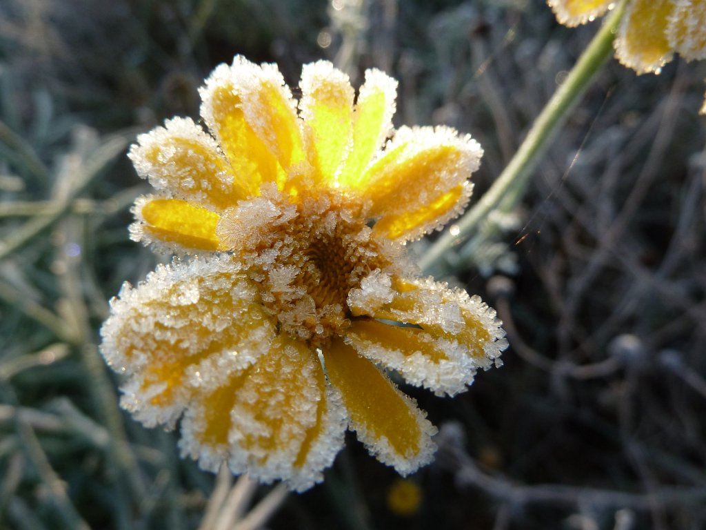 P1090181.JPG - Frozen flower in the morning
