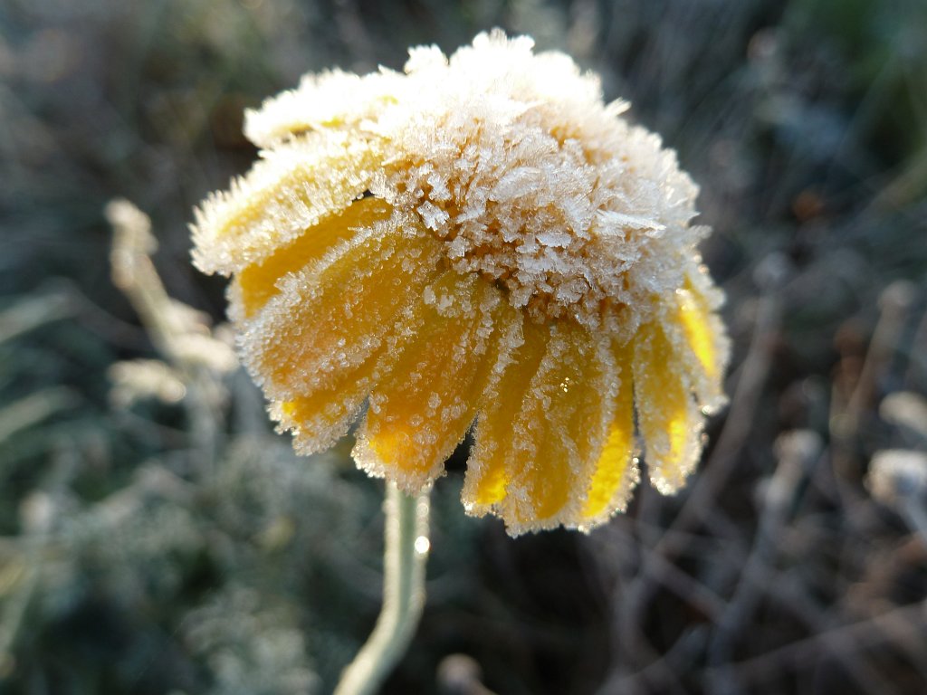 P1090183.JPG - Frozen flower in the morning