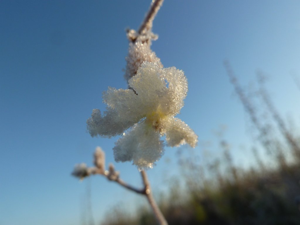 P1090185.JPG - Frozen flower in the morning