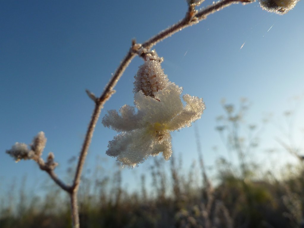 P1090191.JPG - Frozen flower in the morning