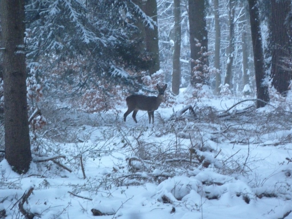P1090451.JPG - Deer in white forest