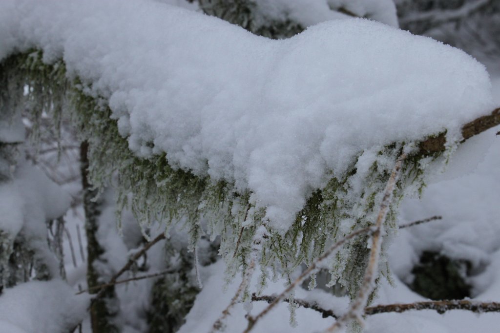 IMG_3050.JPG - Snow covered moss