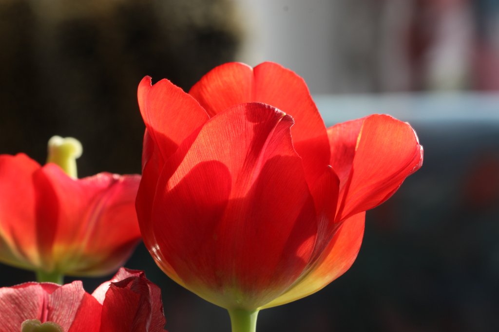 IMG_3220.JPG - Tulips in the sun  http://en.wikipedia.org/wiki/Tulip 